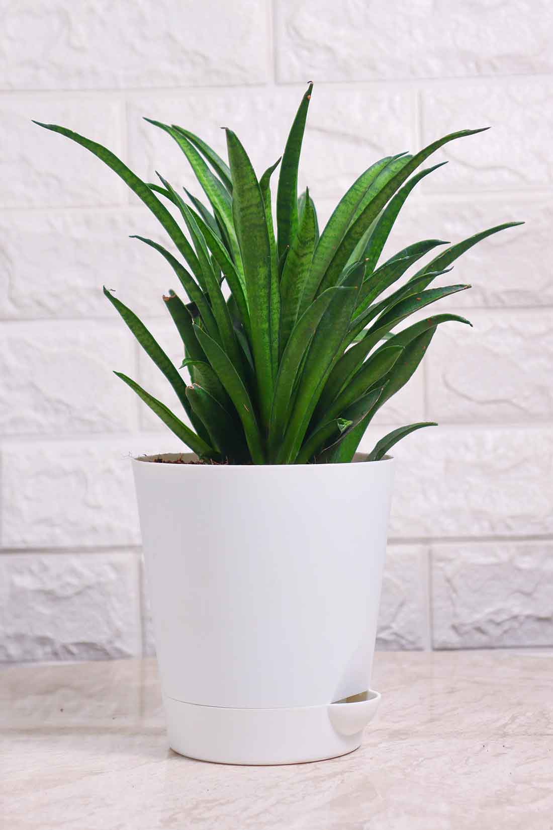 sansevieria lilliput Sansevieria Lilliput (Snake Plant – Lilliput) – Pariworld