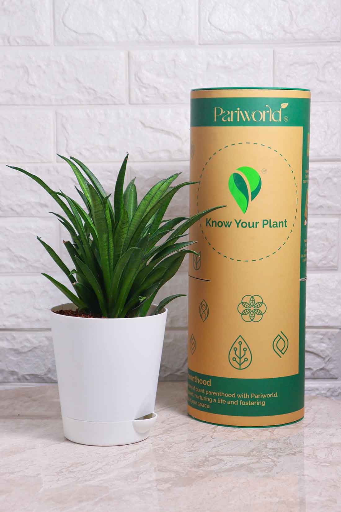 Sansevieria Lilliput (Snake Plant – Lilliput)