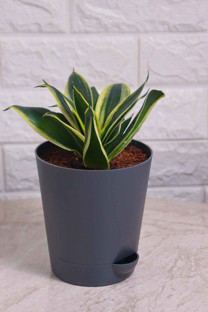 Sansevieria Trifasciata &