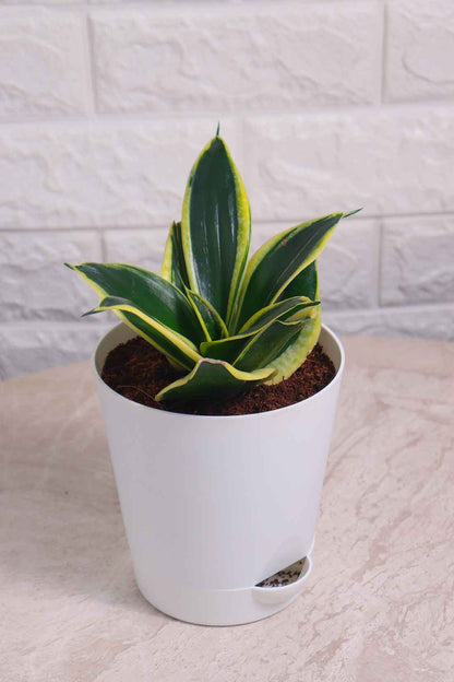 Sansevieria Trifasciata &