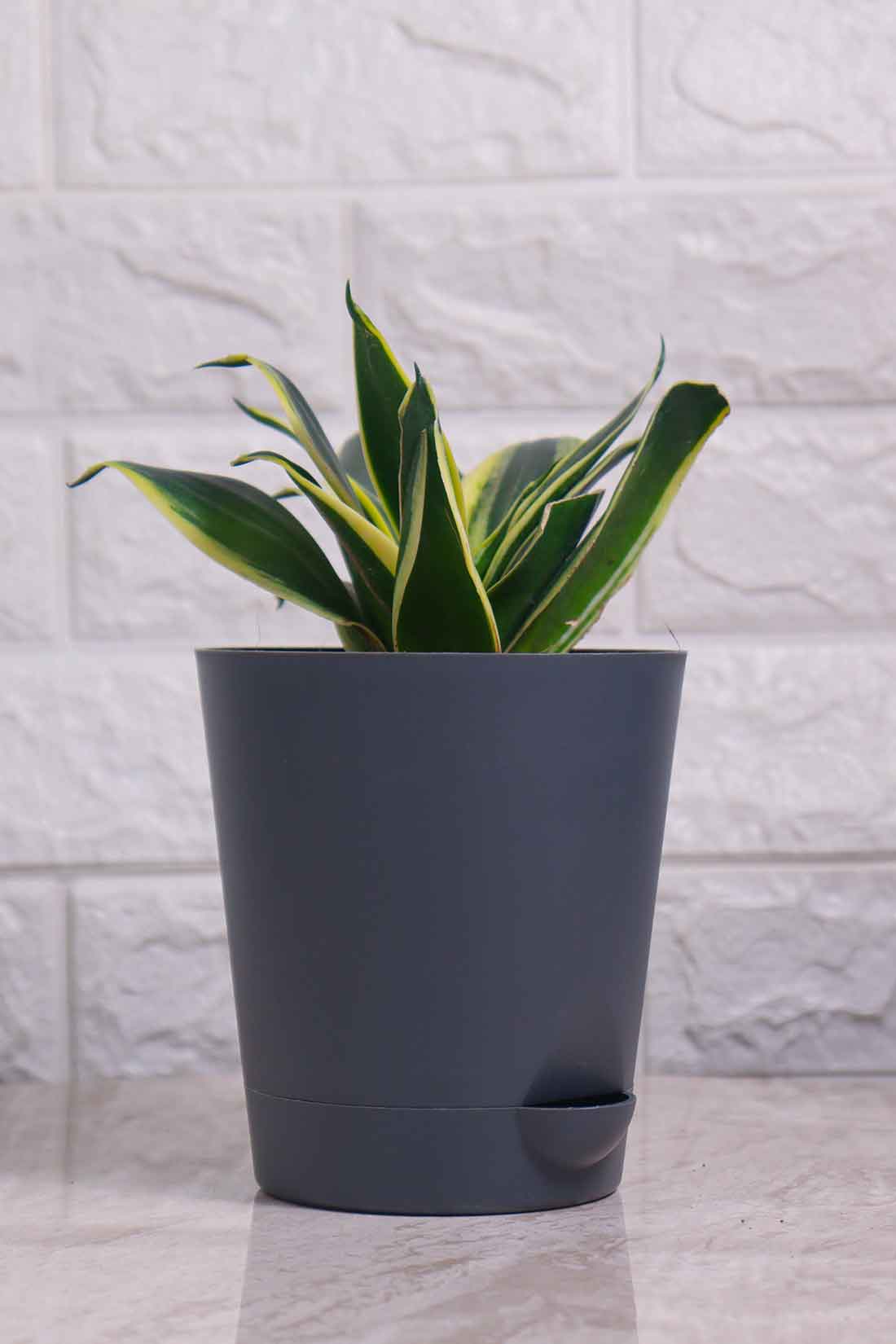 Sansevieria Trifasciata &