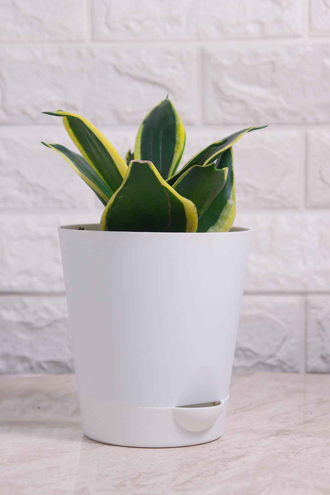 Sansevieria Trifasciata &