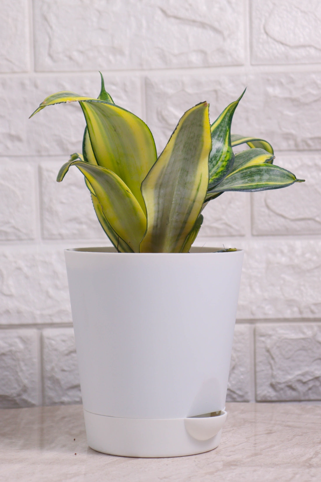 Sansevieria Trifasciata ’Hahnii Gold&