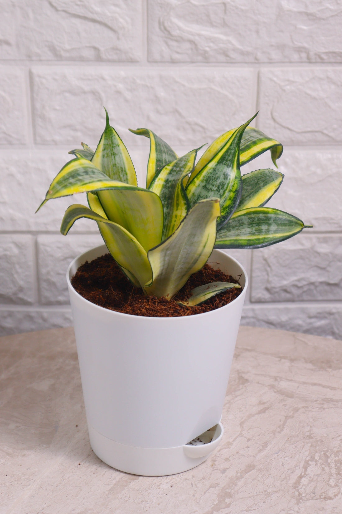 Sansevieria Trifasciata ’Hahnii Gold&