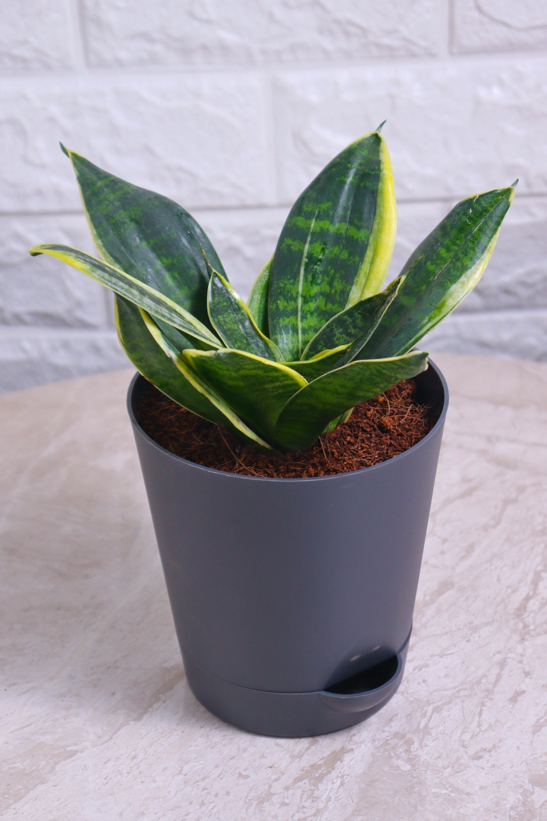 jade marginata snake plant Sansevieria Trifasciata 'Hahnii Jade Marginata' (Snake Plant – Jade Ma – Pariworld