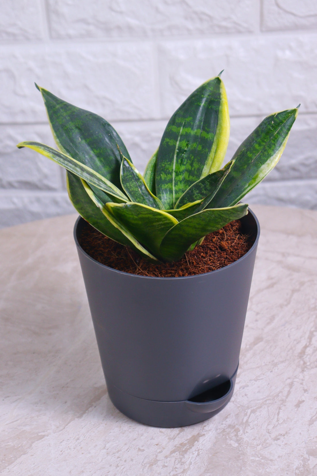 Sansevieria Trifasciata &