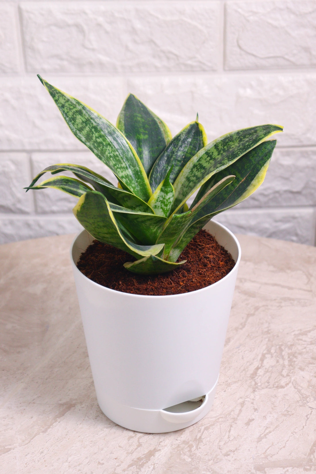 Sansevieria Trifasciata &