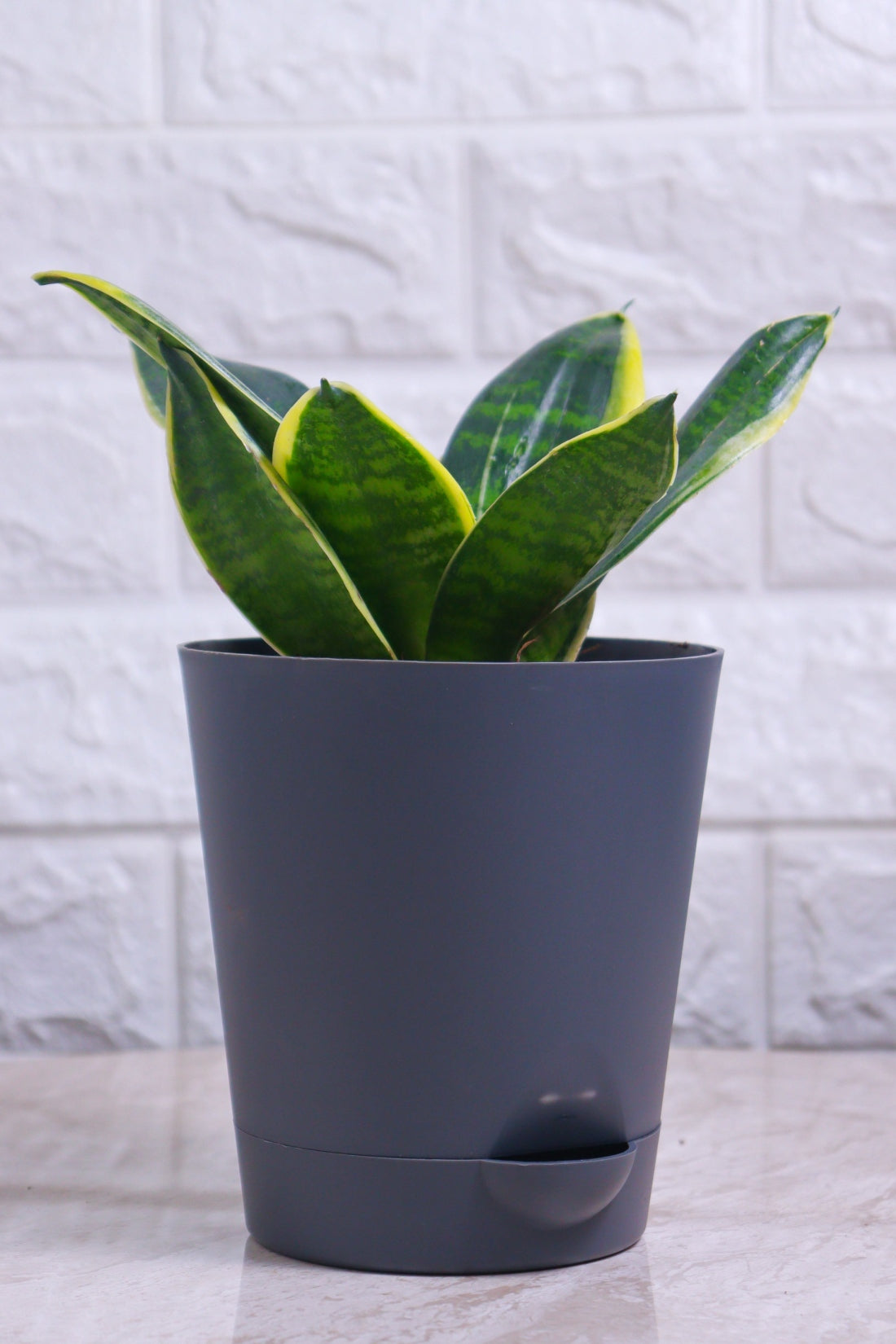 Sansevieria Trifasciata &