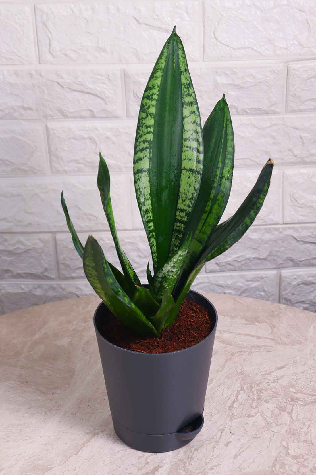 Sansevieria Whitney (Snake Plant – Whitney)