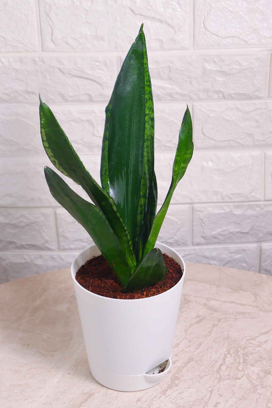 Sansevieria Whitney (Snake Plant – Whitney)