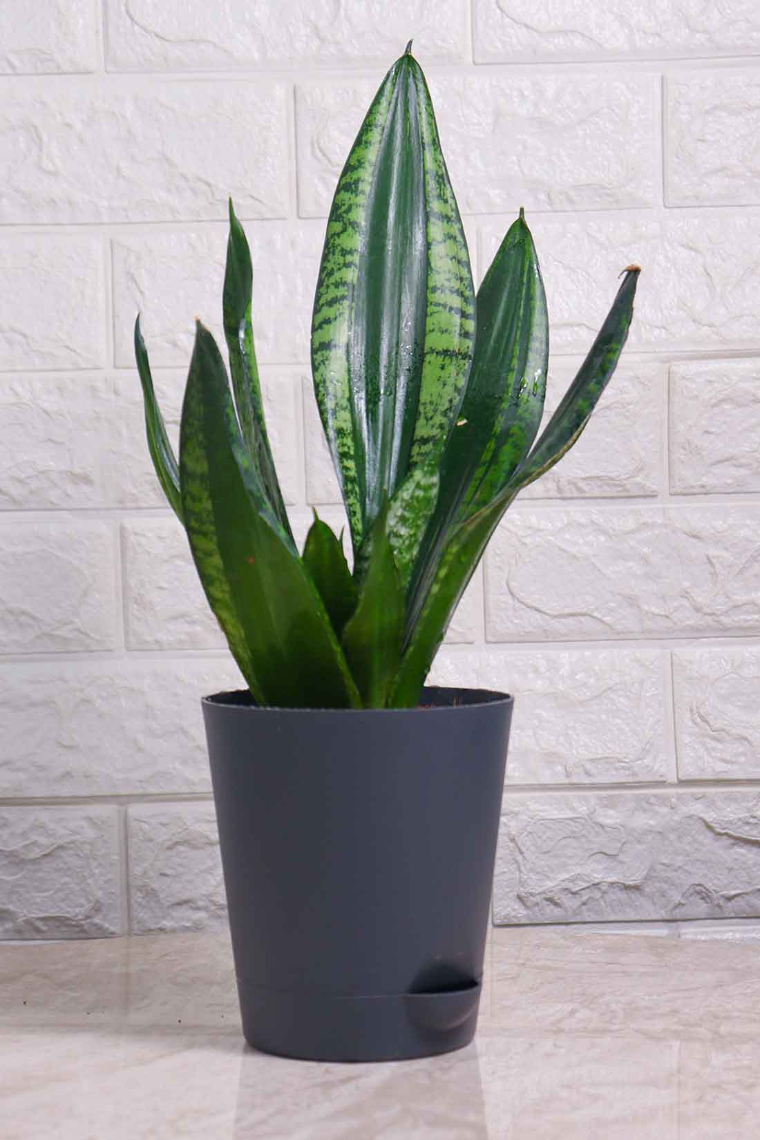 Sansevieria Whitney (Snake Plant – Whitney)