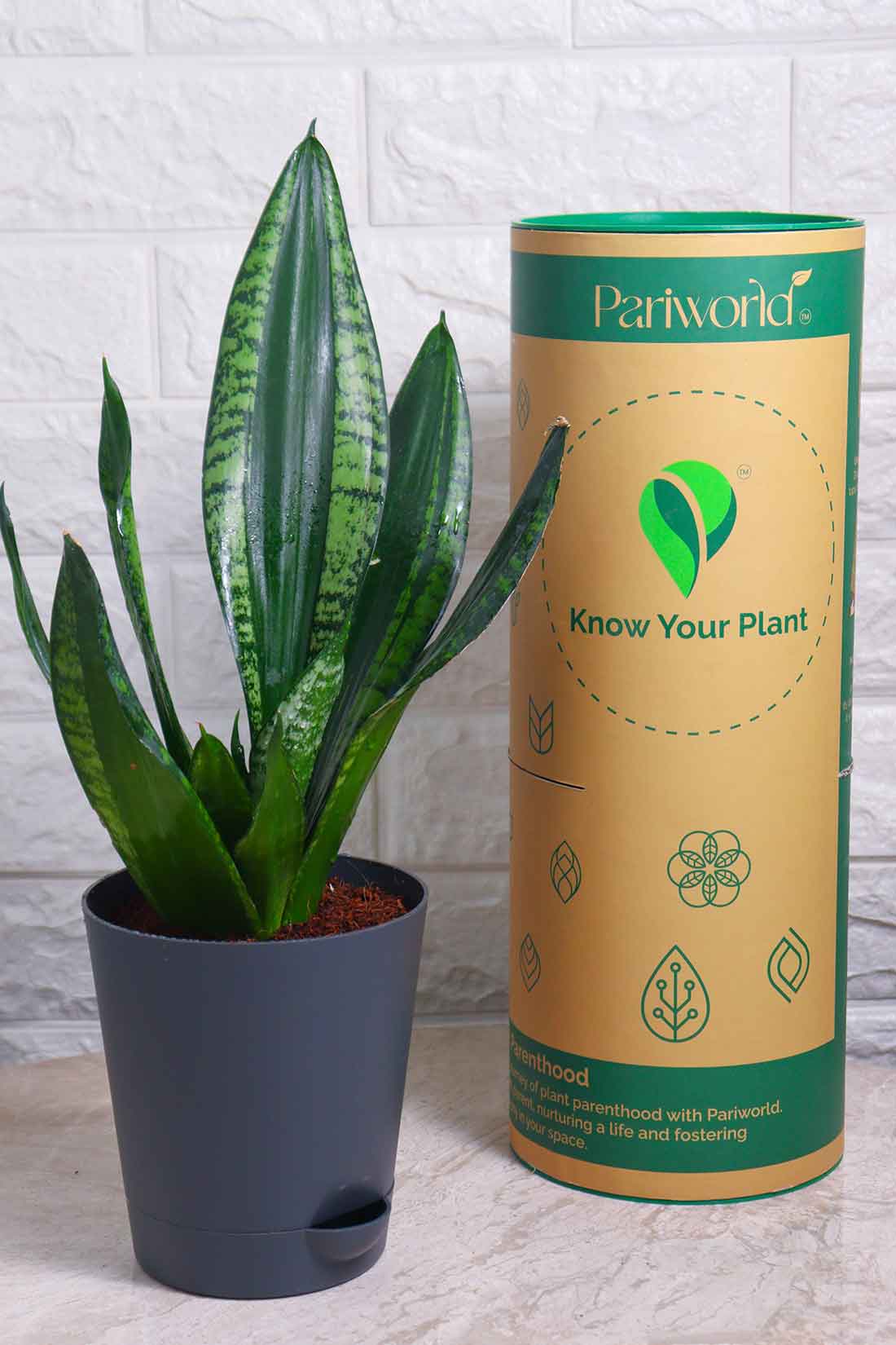 Sansevieria Whitney (Snake Plant – Whitney)
