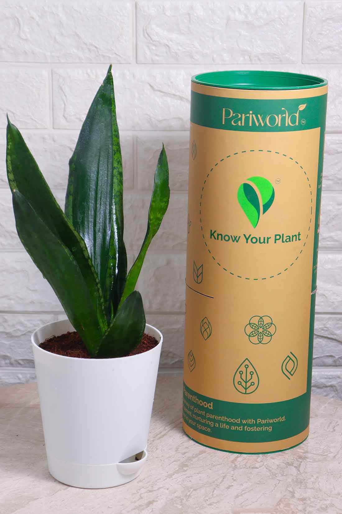 Sansevieria Whitney (Snake Plant – Whitney)